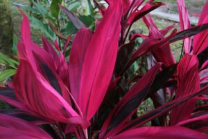 A bunkóliliom ápolása, szaporítása és betegségei