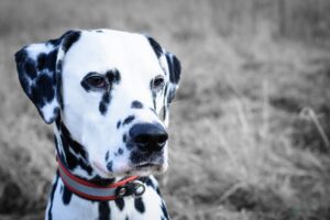 A dalmata: Egy igazán különleges kutyafajta