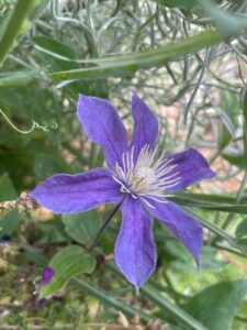 Az erdei iszalag gondozása és szaporítása