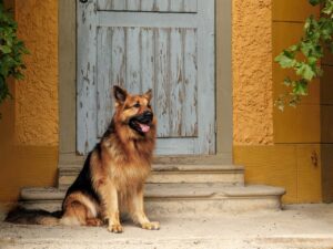 A németjuhász betegségei: megelőzés, felismerés és kezelés