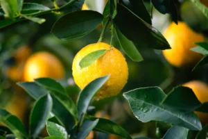 Citrom tápanyagtartalma: Az egészséges citrus gyümölcs előnyei