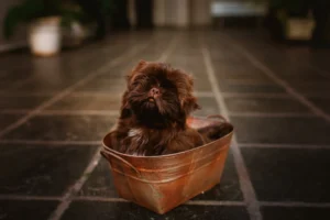 Hogyan fürdesd meg a kutyádat? Fontos tanácsok és tippek
