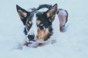 Kutyaház téliesítése: Hogyan védd meg kedvencedet a hidegtől