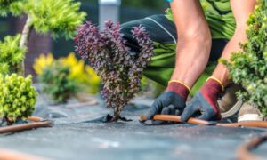 Öntözés: a családi kertek hatékony vízellátása