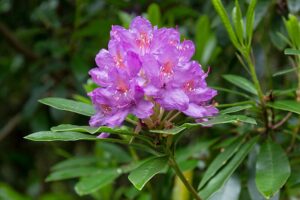 A rododendron, avagy a havasszépe gondozása és szaporítása