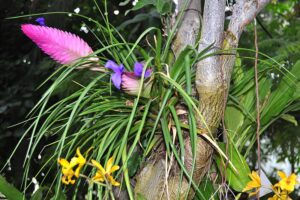 A szakállbromélia gondozása és szaporítása