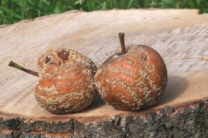 Védekezés a monília ellen – hogyan csináljuk?