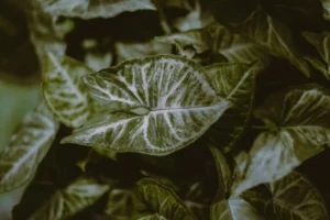 A nyíllevél gondozása és szaporítása