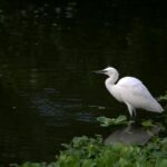 Hogyan válhatunk hobbimadarásszá akár a saját erkélyünkön?