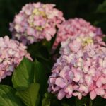 Így érhetjük el a legszebb és legnagyobb virágokat a hortenziánál