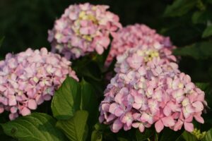 Így érhetjük el a legszebb és legnagyobb virágokat a hortenziánál