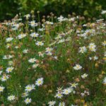 Hogyan alakíthatunk ki vadvirágos rétet a saját kertünkben?