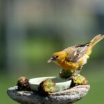 Így kezdhetünk el madarakat megfigyelni akár a saját ablakunkból is