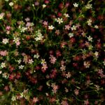 Így dobhatjuk fel az ételeinket a saját kertünkben nevelt ehető virágokkal