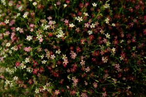 Így dobhatjuk fel az ételeinket a saját kertünkben nevelt ehető virágokkal