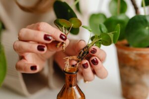 Így vághatunk bele a szobanövények szaporításába kezdőként is