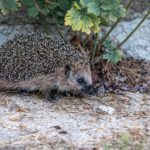 Változtassuk a kertet élettel teli menedékké az apró állatok számára