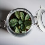 Így készíthetünk saját miniatűr esőerdőt egy egyszerű befőttesüvegben